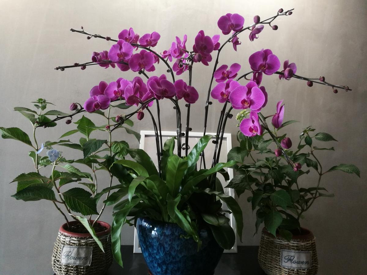 Ma Cherie Homestay Shanghai Buitenkant foto
